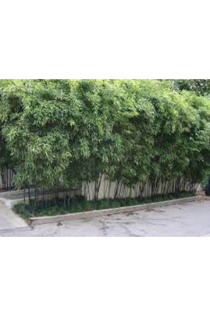 Bambusa phyllostachys Nigra